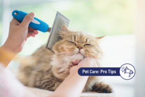 How to Groom Your Cat at Home: Creating a Calm, Manageable Routine