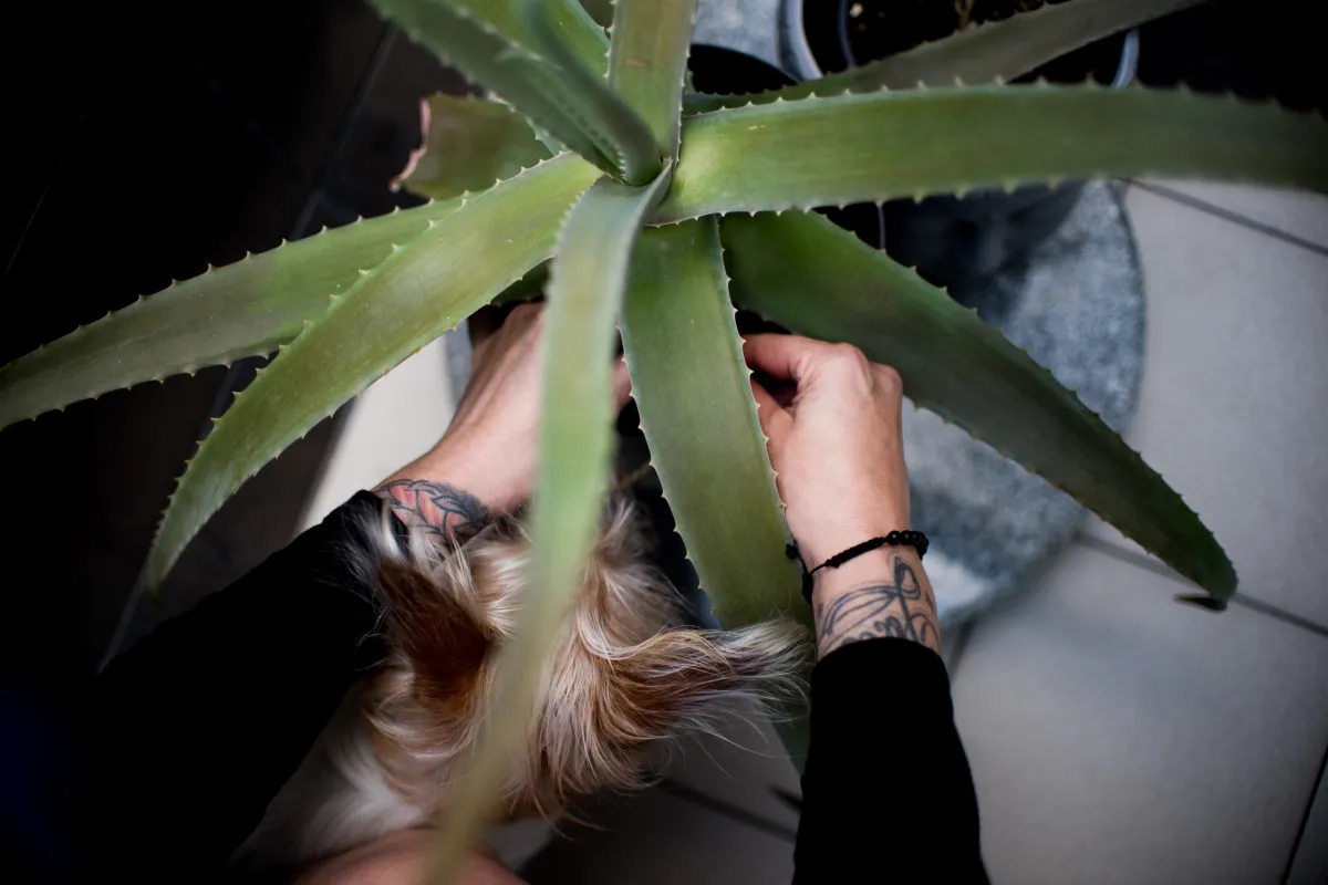 aloe for ulcers RevolutionGI main image 0
