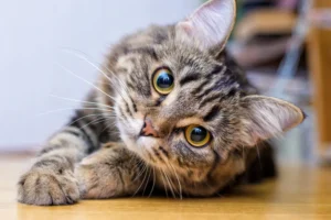 Is CBD Safe for Cats? Your Complete Guide