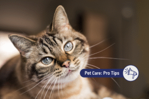 Is CBD Safe for Cats? Your Complete Guide