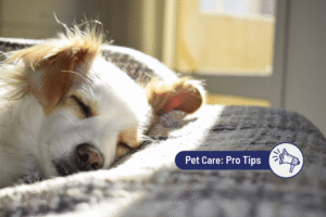 The Best Natural Sleep Aids for Dogs 2026 