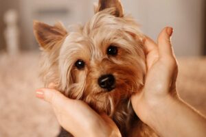At-Home Support for Dog Tracheal Collapse