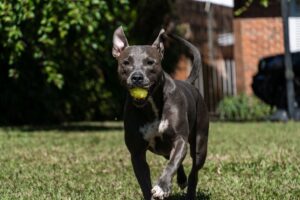 Blue Nose Pit Bull Breed Profile 