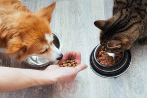Can Cats Eat Dog Food?
