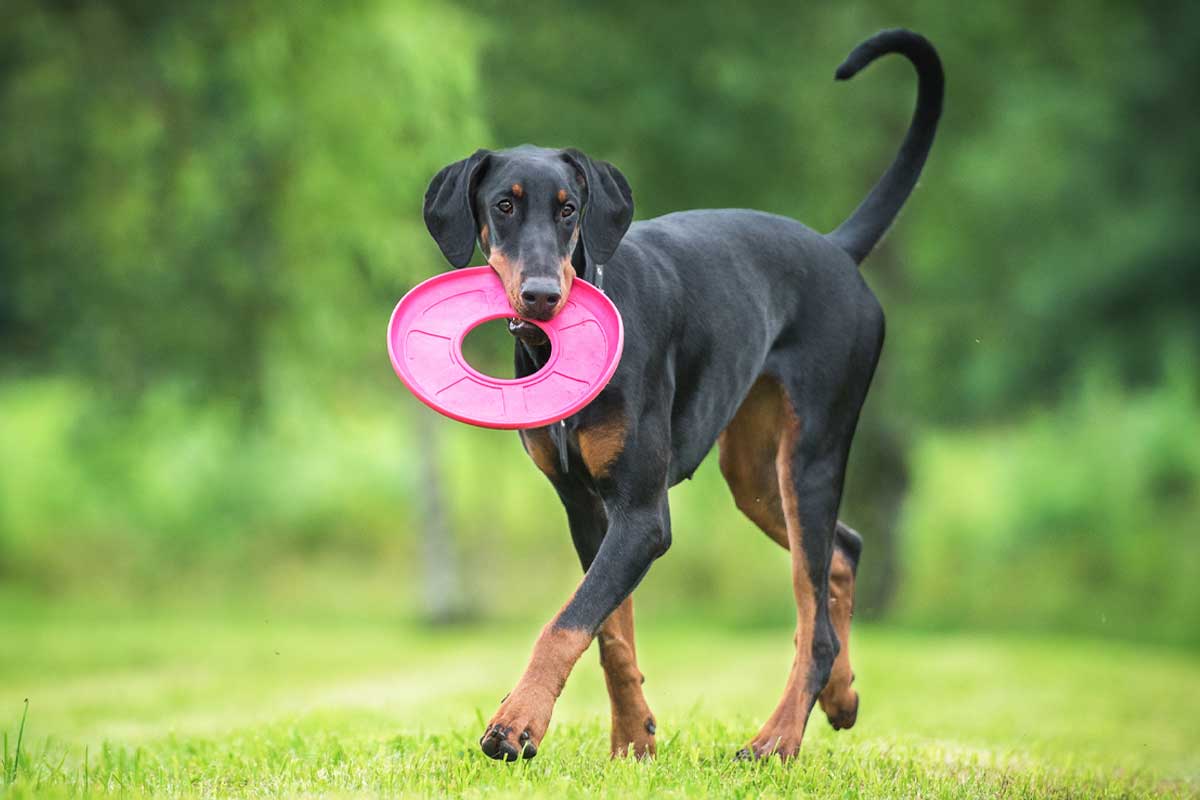 Best wired invisible dog fence discount