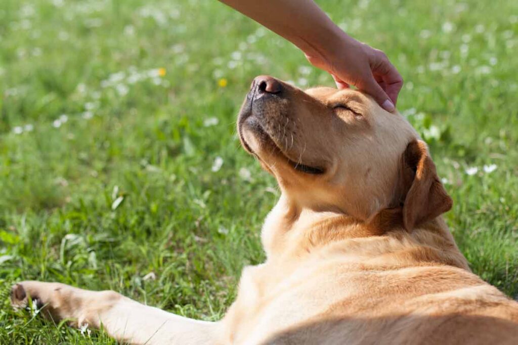 Your Complete Guide to Xanax for Dogs, single dog relaxing outside
