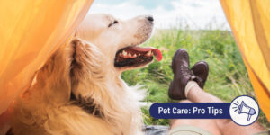 Campsite safety tips for dog owners 