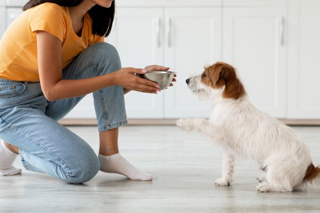 woman feeding dog the best probiotics for dogs in his food