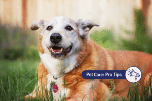 Not a Puppy Anymore: How to Support Your Senior Dog