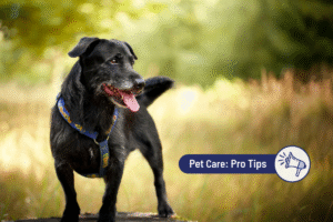 Senior Dog Exercise: What Pet Parents Need to Know