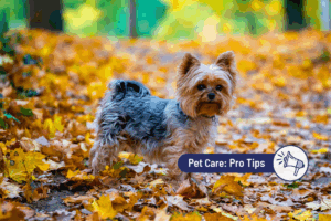 Seasonal Changes and Your Pets