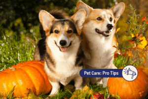 Why is pumpkin good for dogs?