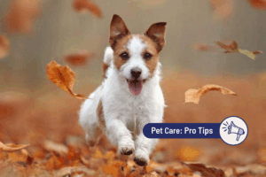 Dog Thanksgiving Guide: Holiday Safety, Travel Tips & Foods to Avoid 