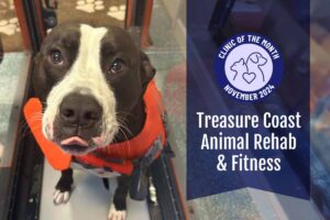 Treasure Coast Animal Rehab & Fitness: ElleVet’s November Clinic of the Month 