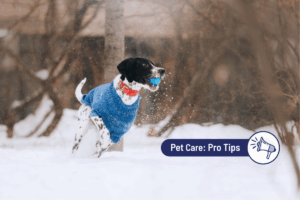 What Temperature is Too Cold for Dogs? How Cold is Too Cold?
