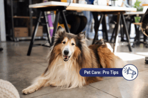 How to prepare for bringing your dog to work