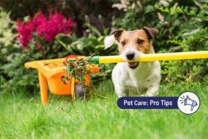 Spring Cleaning With Pets 