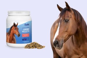 ElleVet Sciences Launches Equine Hemp Pellets with CBD + CBDA