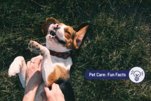 Do Dogs Have a Sense of Humor?