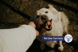 How do dogs show affection? 6 ways your dog says ‘I love you’