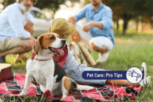 4th of July Safety Tips for Pet Parents