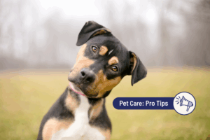 How to firm up your dog’s stool 