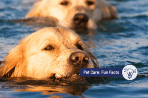 10 Dogs that Love to Swim (and some that don’t) 