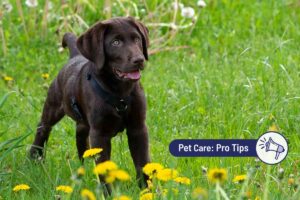How to Potty Train Your Puppy