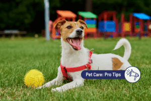 End of Summer Enrichment Ideas for Dogs