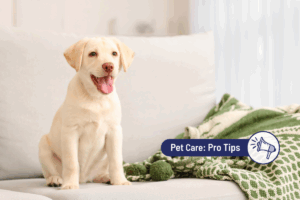 How to puppy-proof your house 