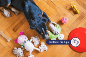 Dog Enrichment Ideas: Fun Ways to Keep Your Pup Engaged