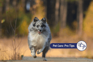 Ask a Vet:  Shifting into Colder Weather with Pets 