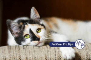 Buprenex for Cats: Common Applications, Side Effects, and Dosing