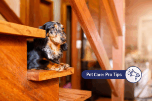 How To Help a Dog That’s Afraid of Stairs 