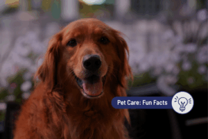 Are Dogs Afraid of the Dark?  