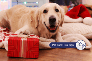 Ask a Vet: How Can I Help My Pet Enjoy a Safe and Comfortable Holiday?  