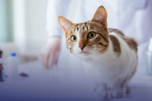 ElleVet Sciences Publishes First-of-Its-Kind Feline Mobility Study