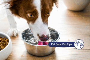 Why Is My Dog Not Eating but Drinking Water? 