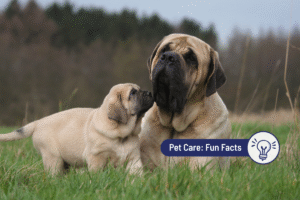 12 Biggest Dog Breeds by Height and Weight, Plus Care Tips 