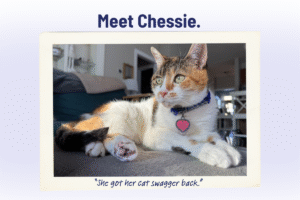 Pet Spotlight Sunday: Meet Chessie