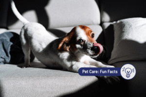 Why Do Dogs Stretch When They See You? Greeting Rituals Explained 