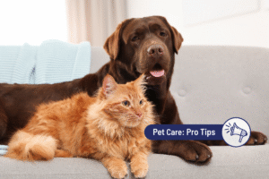 How to Choose the Right CBD for Your Pet 