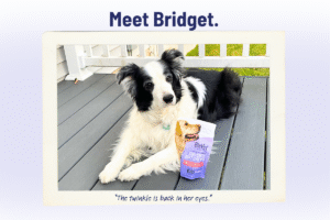 Senior Pet Sunday: Meet Bridget