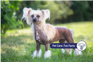 8 Hairless Dog Breeds: History, Temperament, & Unique Needs 