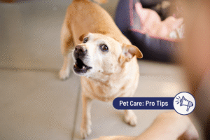 How to Calm an Overly Excited Dog  