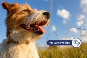 How to Calm a Panting Dog in 7 Steps 