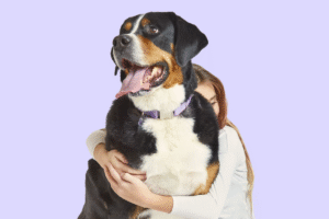 Honest Paws vs Bailey’s CBD Reviews, Costs & Alternatives