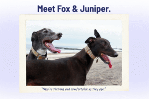 Senior Pet Spotlight: Meet Fox and Juniper
