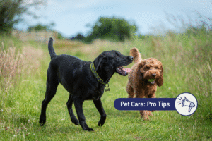When Should My Pet Start Using CBD?