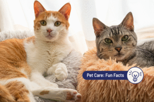 10 Most Common Different Breeds of Cats